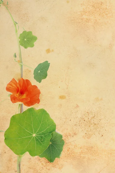 Pretty floral grungy background with red nasturtium — Stock Photo, Image