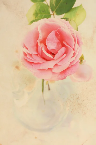 Pretty floral vintage achtergrond met roze roos — Stockfoto