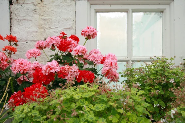 Różowy i czerwony geranium przeciwko starej oranżerii okno — Zdjęcie stockowe