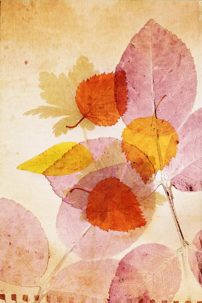 Bellissimo sfondo vintage con foglie autunnali — Foto Stock