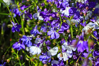 Beautiful blue and white lobelia flowers clipart