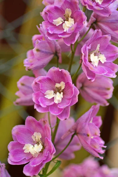 Floração delphinium de perto — Fotografia de Stock