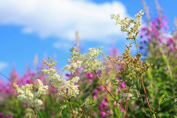 Bellissimo prato di fiori selvatici — Foto Stock