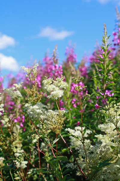 Bellissimo prato di fiori selvatici — Foto Stock