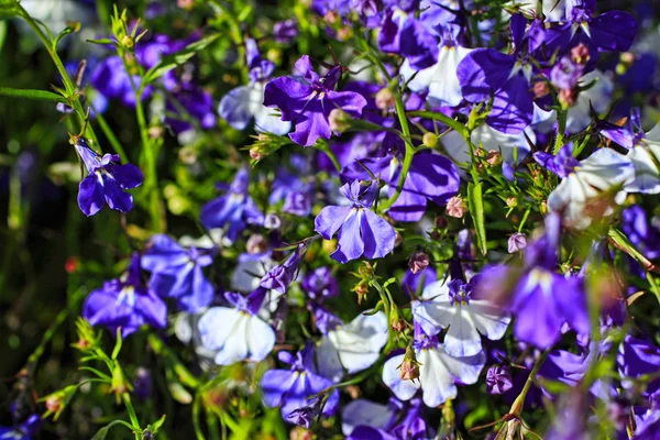 Schöne blaue und weiße Lobelien-Blüten — Stockfoto