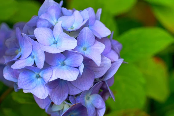 Beautiful hydranges in the garden — Stock Photo, Image