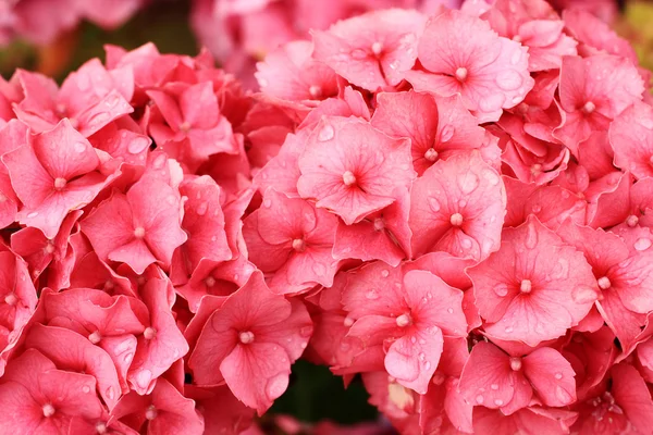 Hermosas hortensias en el jardín — Foto de Stock