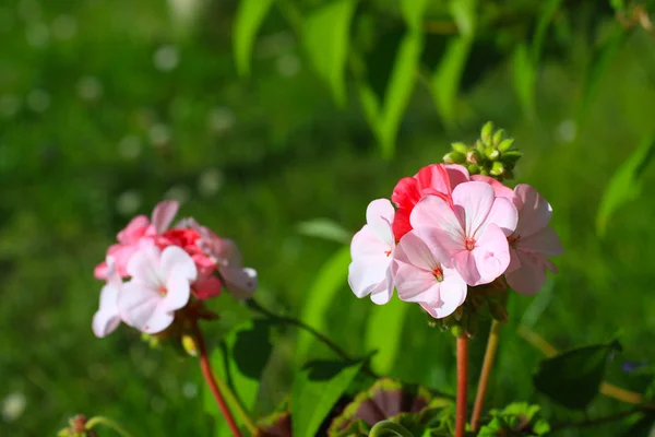 Różowy geranium w ogrodzie — Zdjęcie stockowe