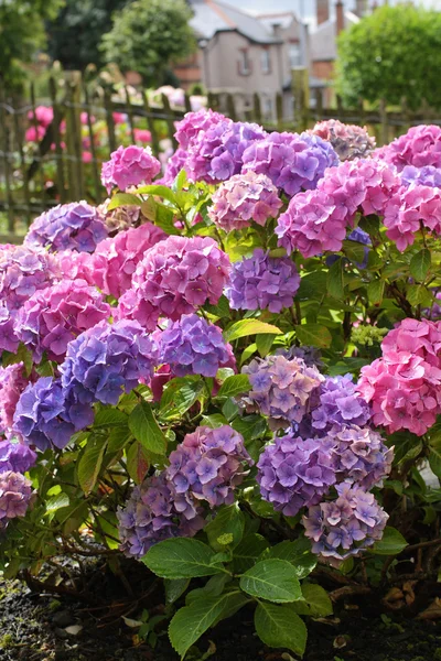 Bahçedeki güzel ortancalar