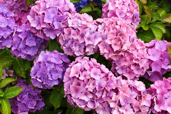 Schöne Hortensien im Garten — Stockfoto