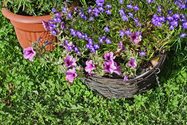 Sommer im Garten — Stockfoto