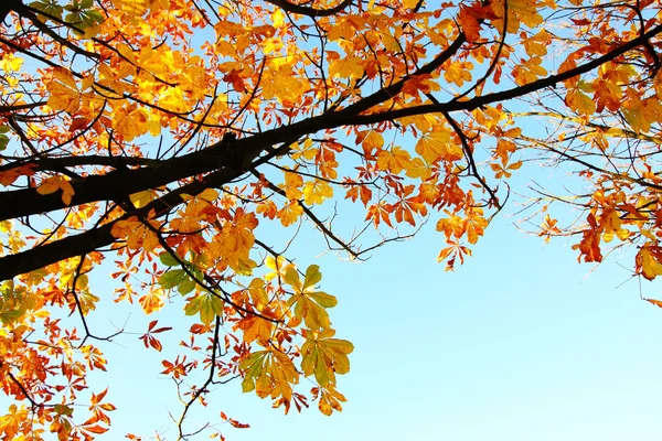 Parkta güzel bir sonbahar — Stok fotoğraf