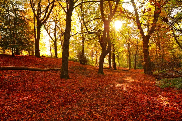 Beautiful Autumn in the park — Stock Photo, Image