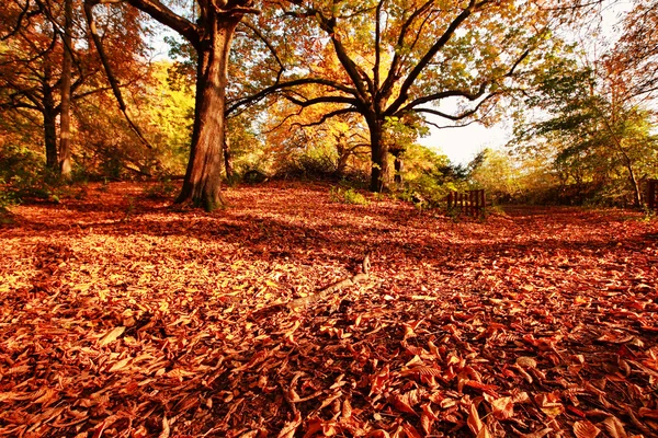 Bellissimo autunno nel parco — Foto Stock