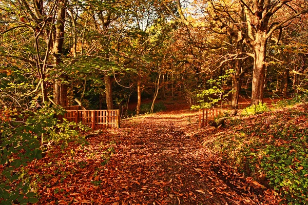 Bellissimo autunno nel parco — Foto Stock