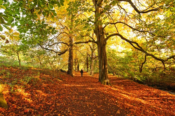 Hermoso otoño en el parque —  Fotos de Stock