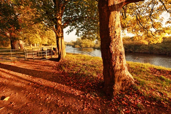 Piękna jesień w parku — Zdjęcie stockowe