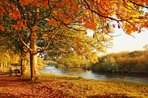 Beautiful Autumn in the park — Stock Photo, Image