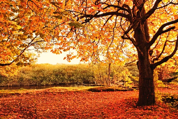 Mooie herfst in het park — Stockfoto