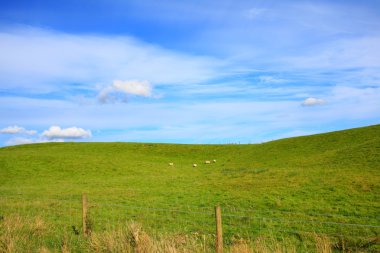 deniz kıyısı st abbs, berwickshire, İskoçya