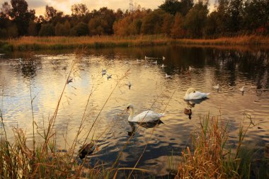 deniz kıyısı st abbs, berwickshire, İskoçya