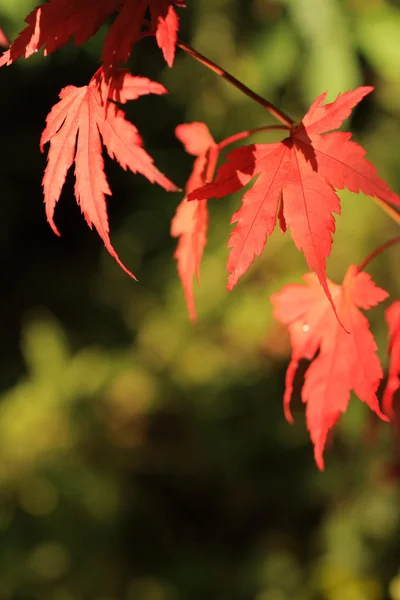 สีแดงที่สวยงามญี่ปุ่นเมเปิ้ลกับพื้นหลังสีขาว — ภาพถ่ายสต็อก