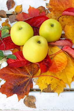 Bahçe, Sonbahar zaman olgun, yeşil elma