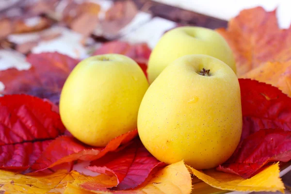 Zralé, zelená jablka v zahradě, podzimní čas — Stock fotografie