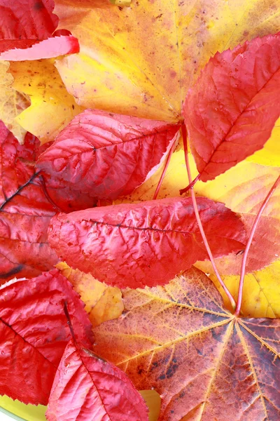 Beautiful, bright autumnal background — Stock Photo, Image