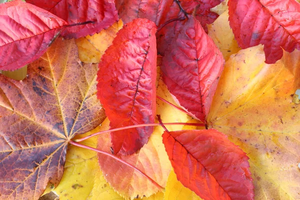 Beautiful, bright autumnal background — Stock Photo, Image