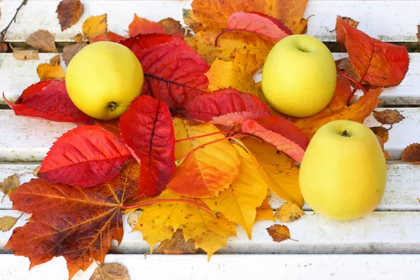 Спелые, зеленые яблоки в саду, осень время — стоковое фото