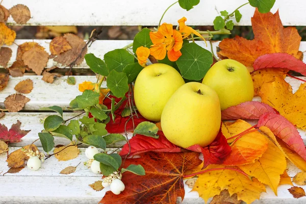 Спелые, зеленые яблоки в саду, осень время — стоковое фото