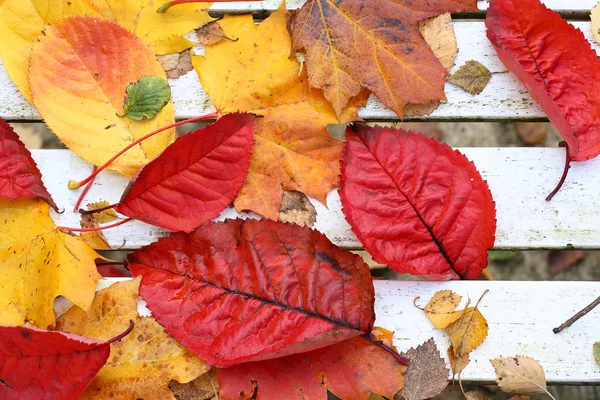 Belles feuilles automnales lumineuses sur fond de banc blanc — Photo