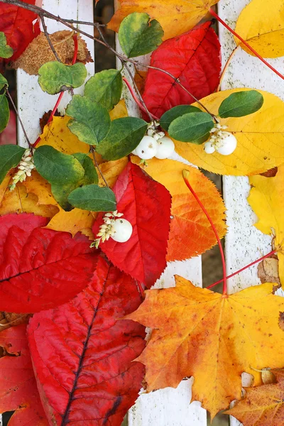 Belles feuilles automnales lumineuses sur banc blanc dans le jardin — Photo