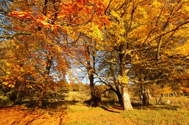 güzel sonbahar Park, İskoçya