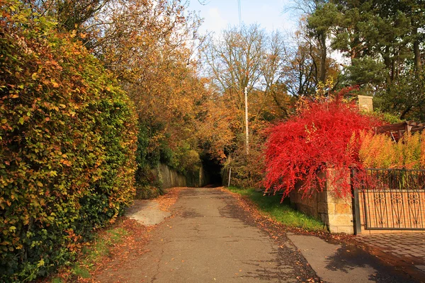 Estrada outonal no parque com arbusto vermelho — Fotografia de Stock