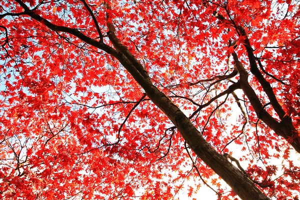 Árvore de bordo japonês vermelho no parque — Fotografia de Stock