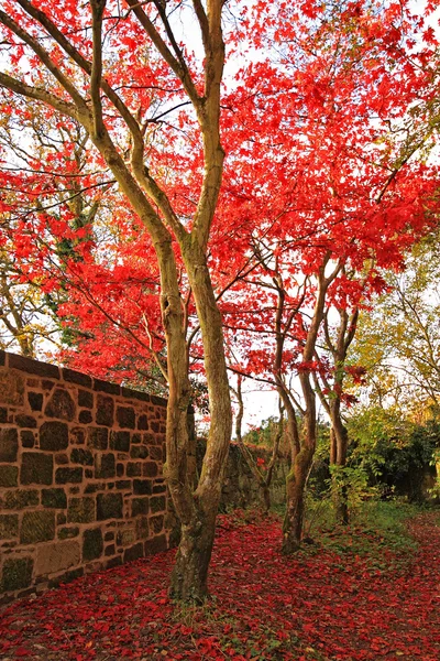 공원에서 붉은 일본어 메이플 트리 — 스톡 사진