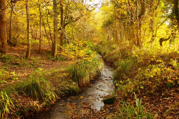 Schöner Herbst im Wald — Stockfoto