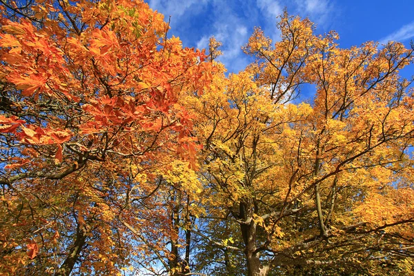 Mooie herfst in het park, Schotland — Stockfoto