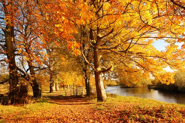 Όμορφο φθινόπωρο στο πάρκο, Σκωτία — Φωτογραφία Αρχείου