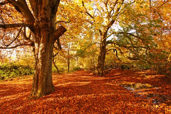 Mooie herfst in het park, Schotland — Stockfoto