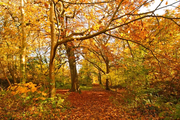 Bellissimo autunno nel parco, Scozia — Foto Stock