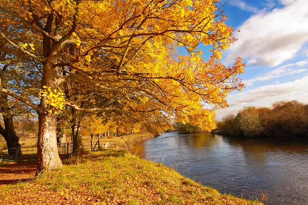 Vakker høst i parken, Skottland – stockfoto