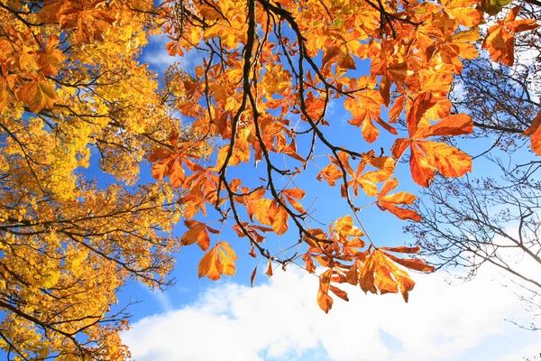 Красива осінь в парку, Шотландія — стокове фото