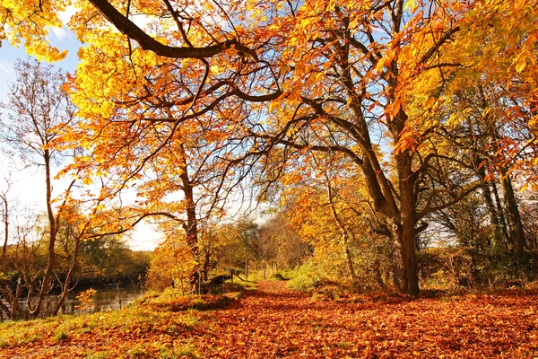 Beautiful Autumn in the Park, Scotland — Stock Photo, Image