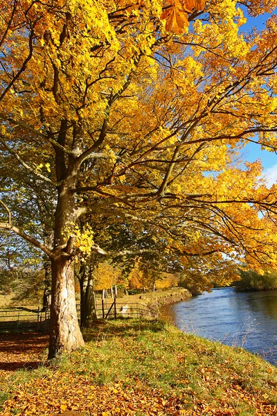 Bellissimo autunno nel parco, Scozia — Foto Stock