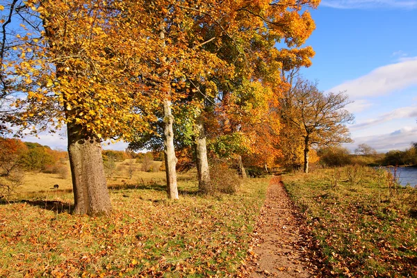 Vackra hösten i parken, Skottland — Stockfoto