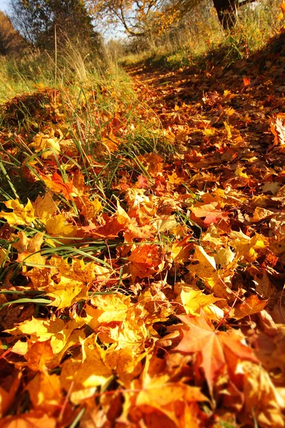 Beautiful Autumnal path covered with orange leaves — Stock Photo, Image