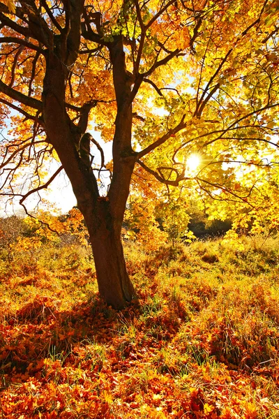 Beautiful Autumnal maple tree close up — Stock Photo, Image